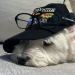 今晚打老虎的头像-游昕怀旧手游论坛