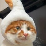 小韵互娱的头像-游昕怀旧手游论坛